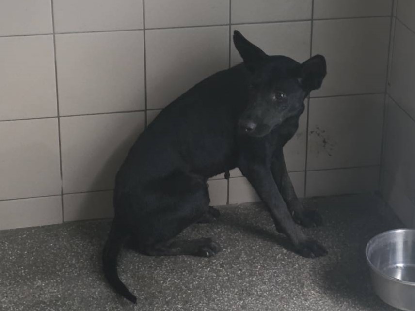 Photo of No. LAABG115072802, Adult · Female · Large · Mixed breed