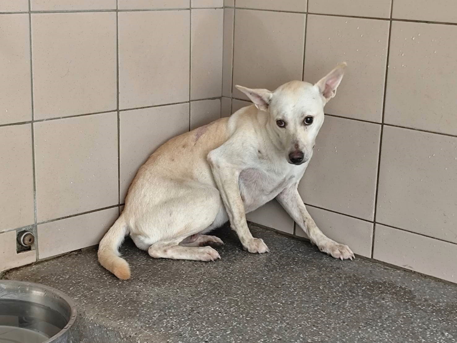 Photo of No. LAABG115081111, Adult · Female · Large · Mixed breed