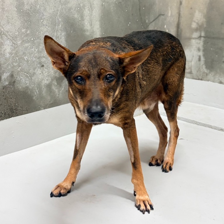 Photo of No. QAAAG1150821001, Adult · Male · Large · Mixed breed