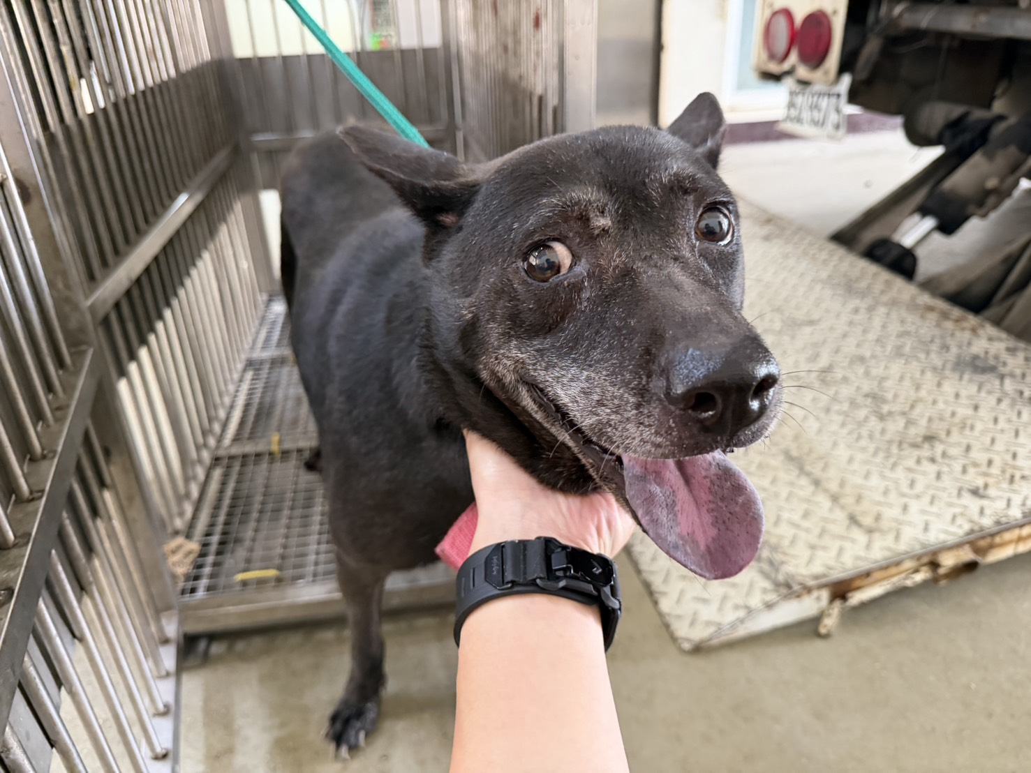 Photo of No. CAAAG1150821004, Adult · Female · Medium · Mixed breed