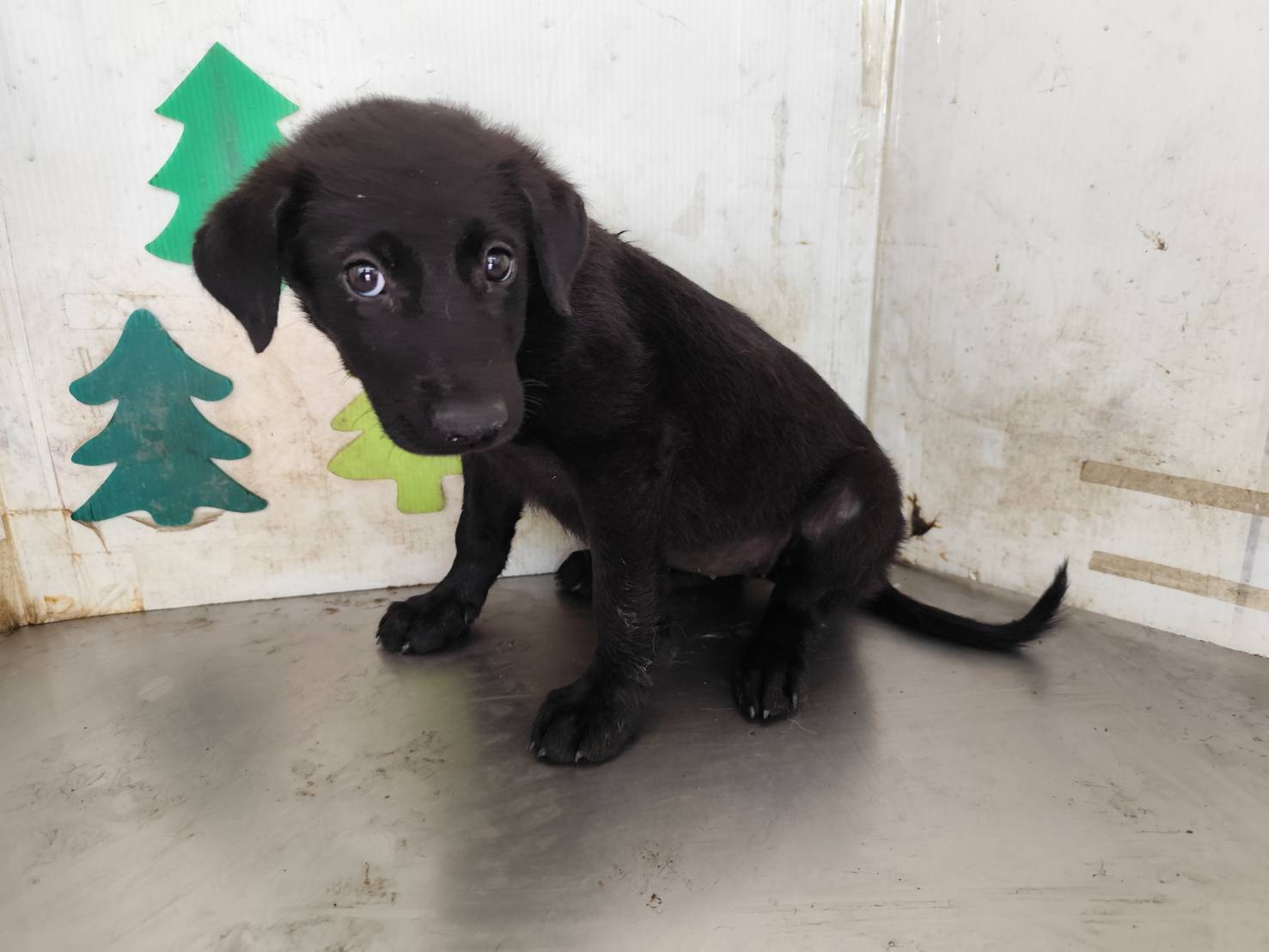 Photo of No. LAABG115050503, Young · Female · Small · Mixed breed