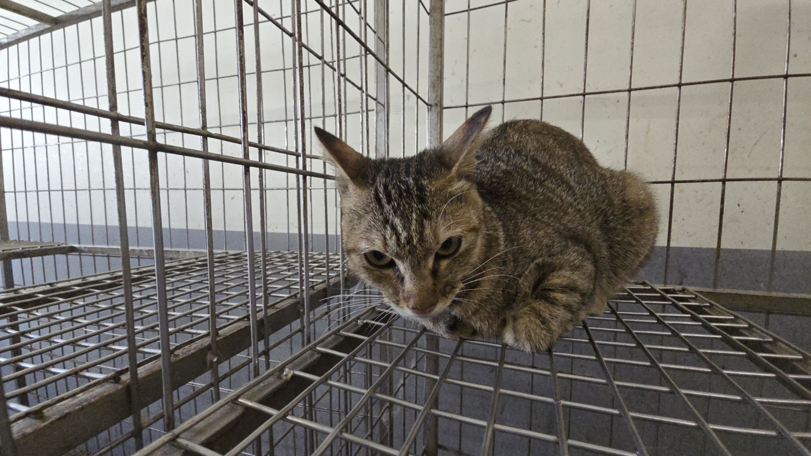 Photo of No. RAAAG1150821002, Adult · Female · Medium · Mixed breed