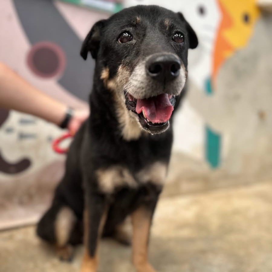 Photo of No. AAACG1150821001, Adult · Female · Medium · Mixed breed