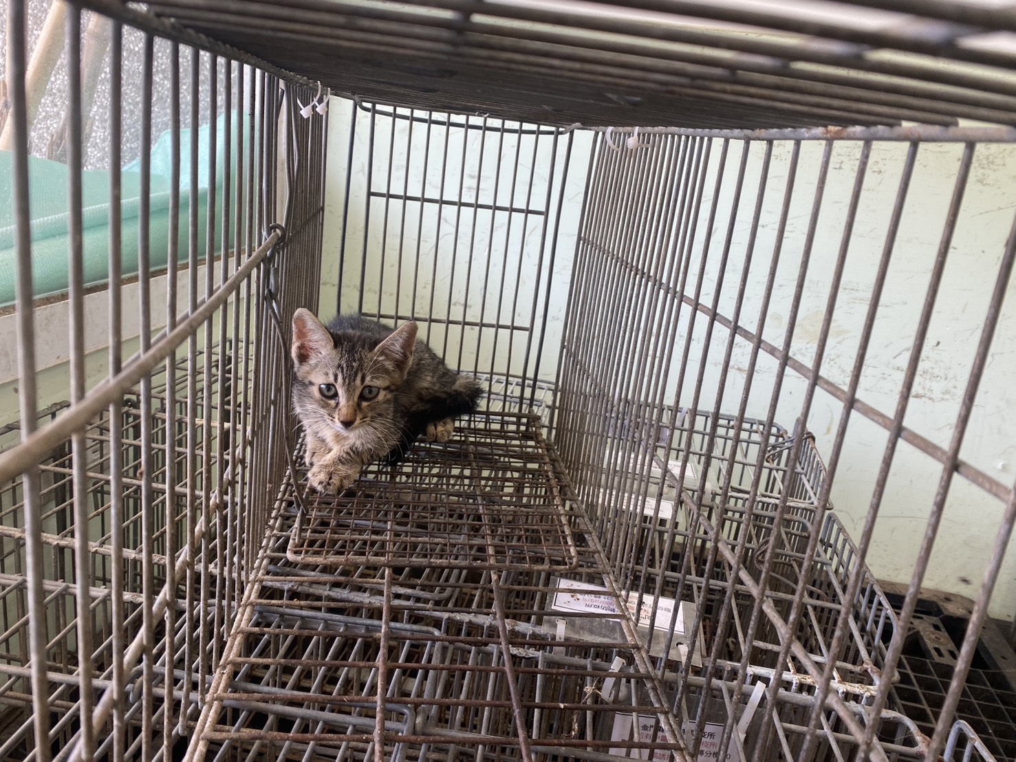 Photo of No. 1150821C02, Young · Male · Small · Mixed breed