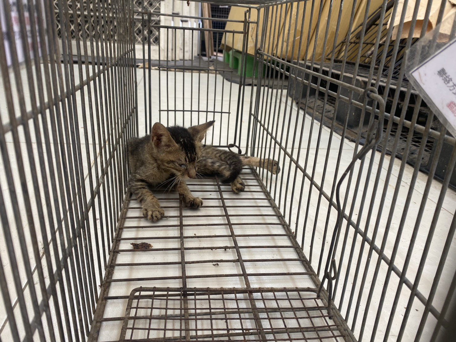 Black young female mixed-breed cat, Small, shelter no. …1C03