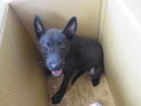 Photo of No. CAAAG1060703002, Adult · Female · Small · Mixed breed