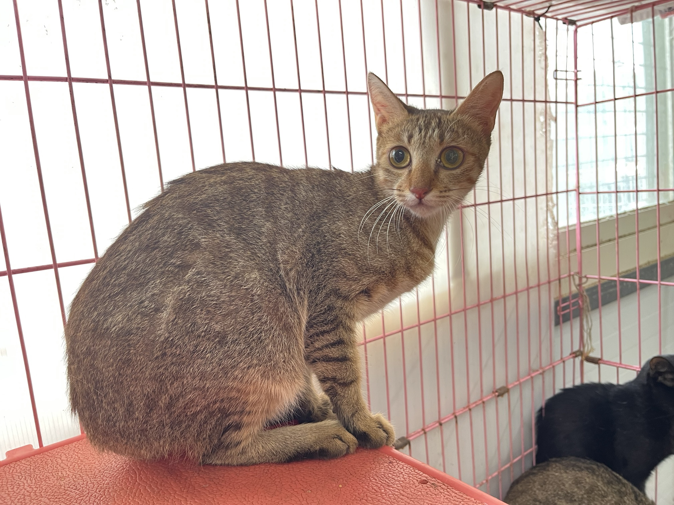 Tabby adult female mixed-breed cat, Medium, shelter no. …2402