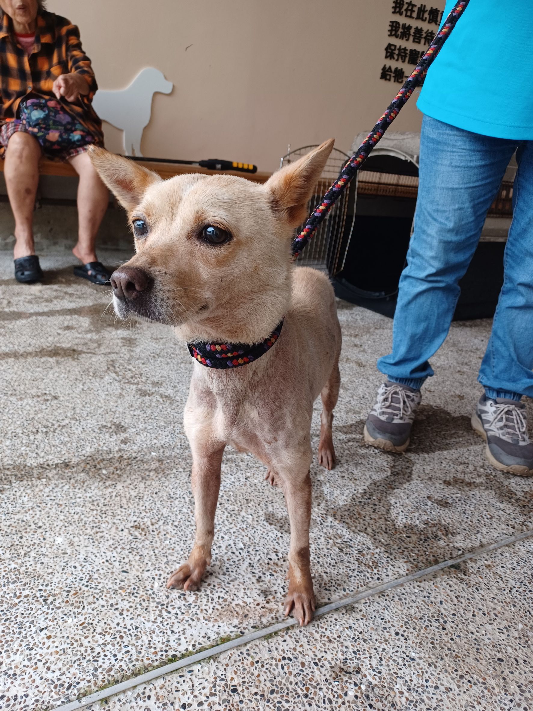 Photo of No. AAAEG1150824001, Adult · Female · Medium · Mixed breed