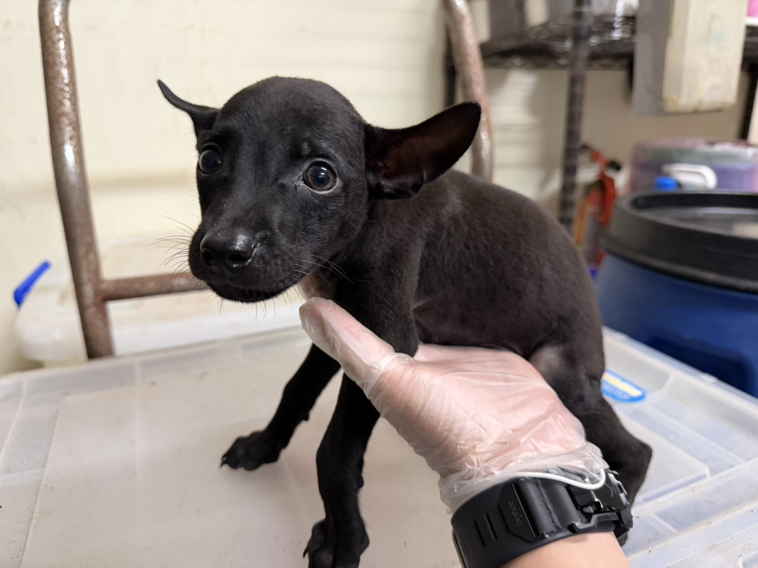 Photo of No. CAAAG1150824002, Young · Male · Small · Mixed breed