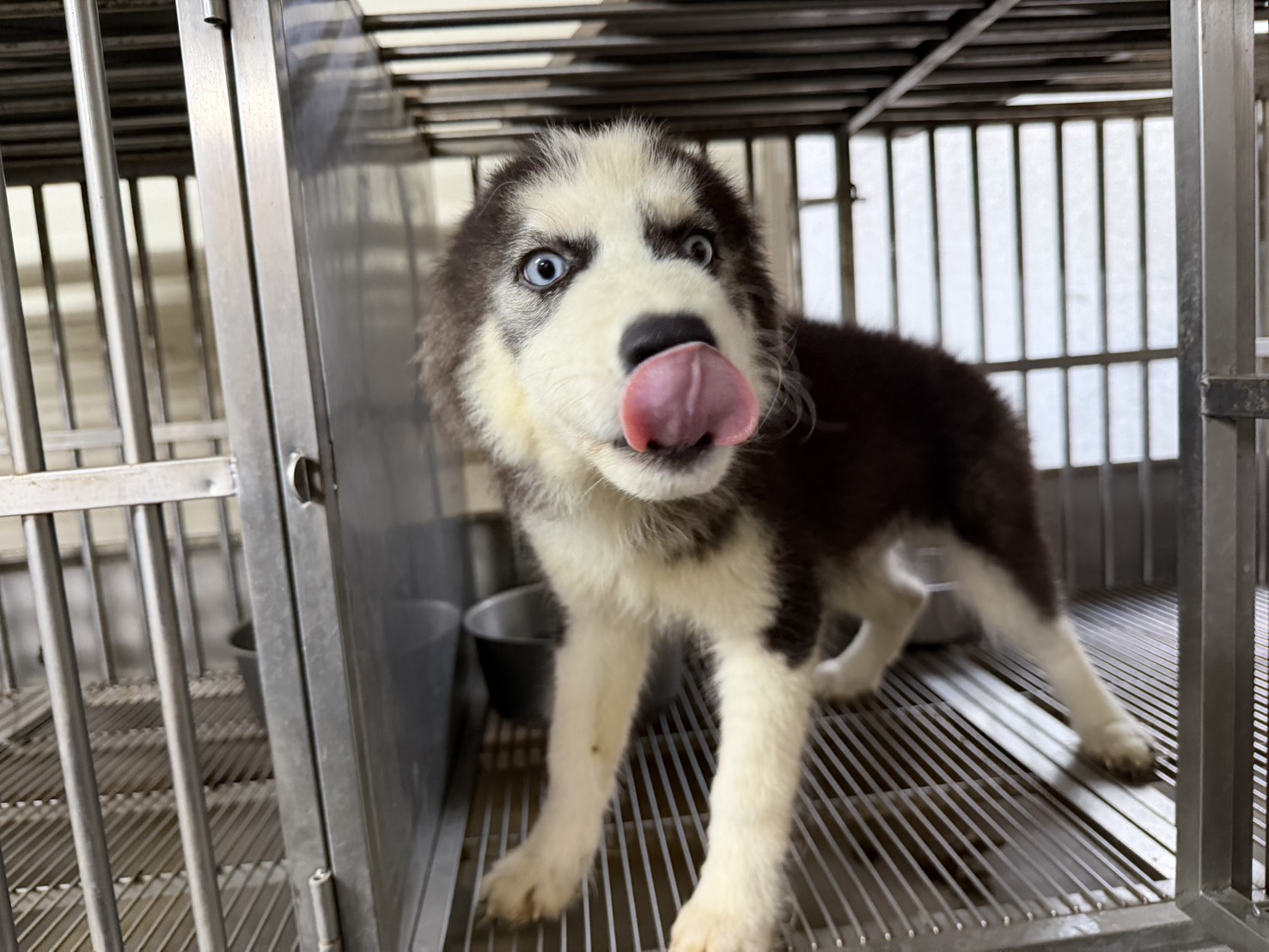 Black-and-white young male Siberian Husky, Medium, shelter no. …5007