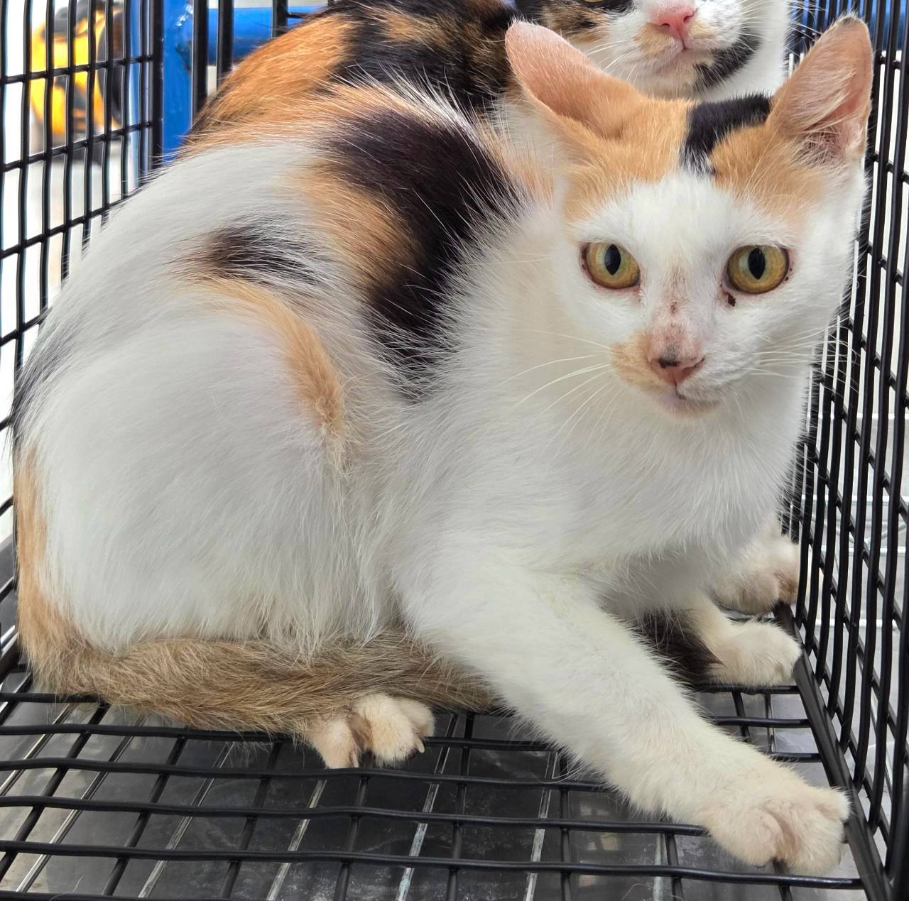 Photo of No. OAAAG1150825001, Adult · Female · Small · Mixed breed