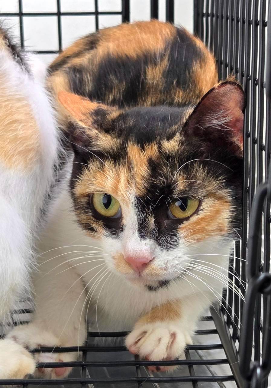 Photo of No. OAAAG1150825002, Adult · Female · Small · Mixed breed