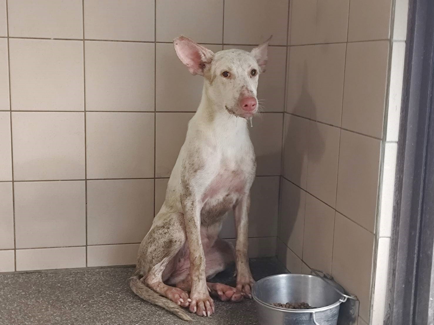 White adult female mixed-breed dog, Large, shelter no. …2105