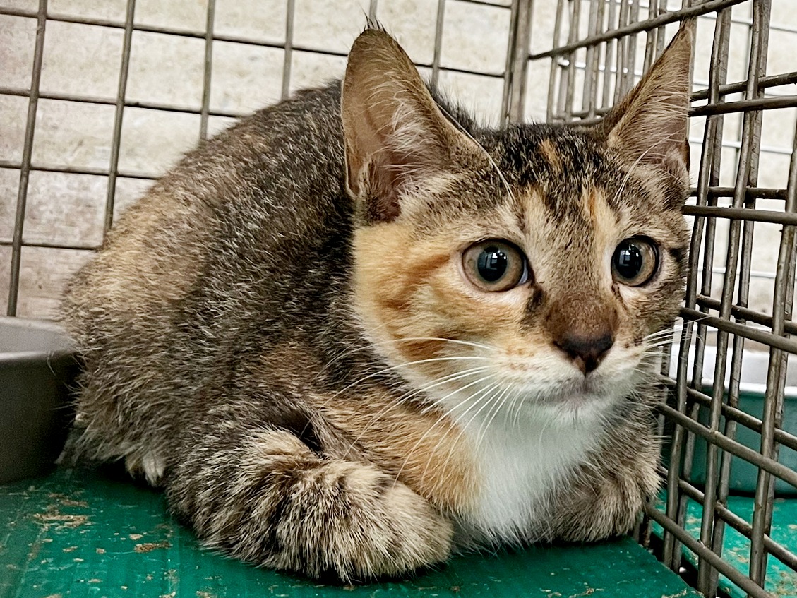 Tabby young female mixed-breed cat, Small, shelter no. …2519
