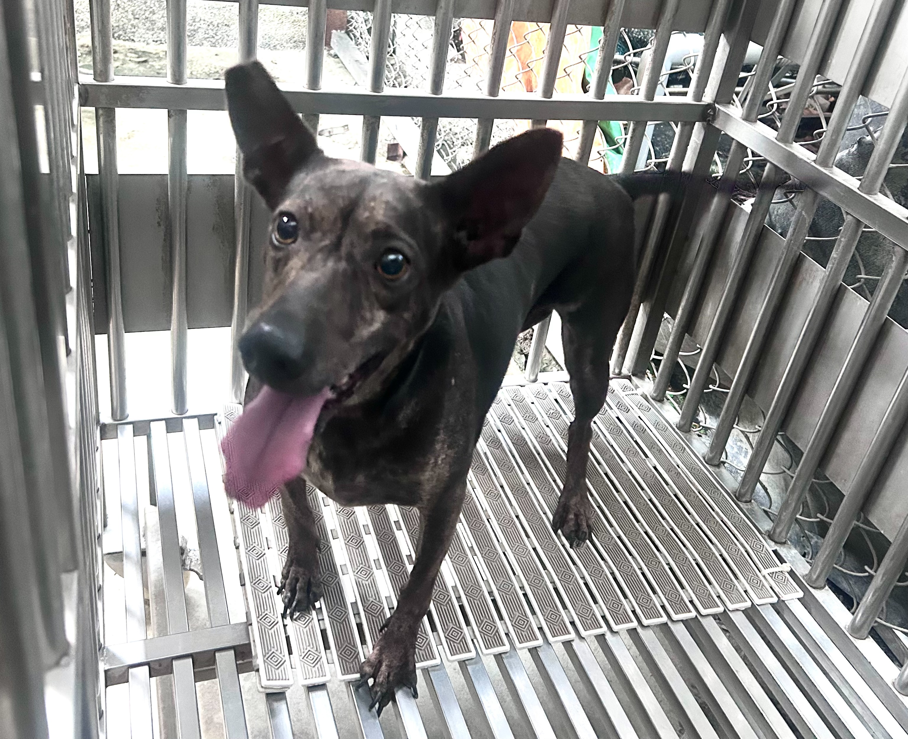 Photo of No. AAADG2026082501, Adult · Female · Medium · Mixed breed