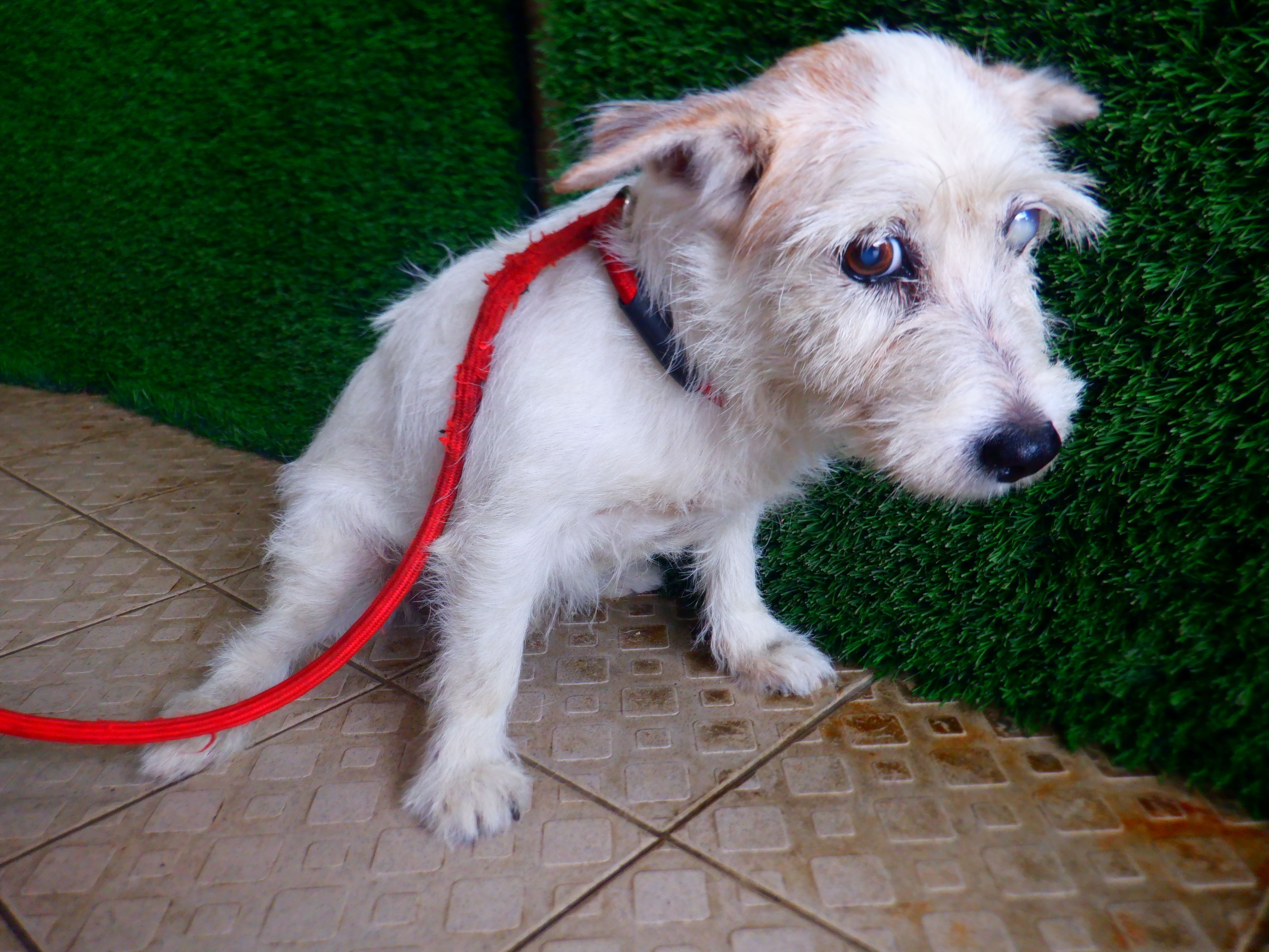Photo of No. HAAAG1150824613, Adult · Female · Small · Mixed breed