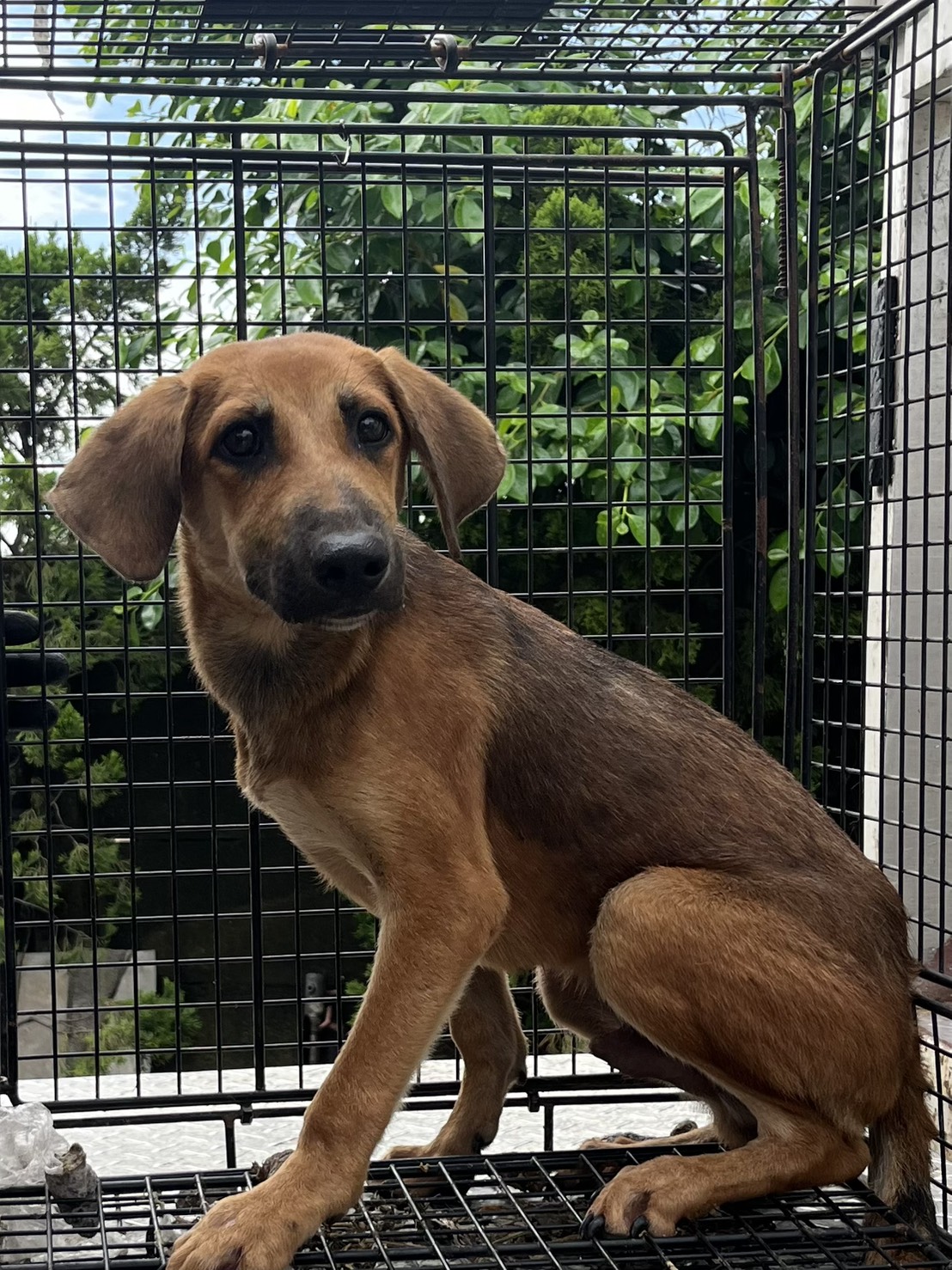 Photo of No. GAAAG1150826005, Young · Male · Small · Mixed breed