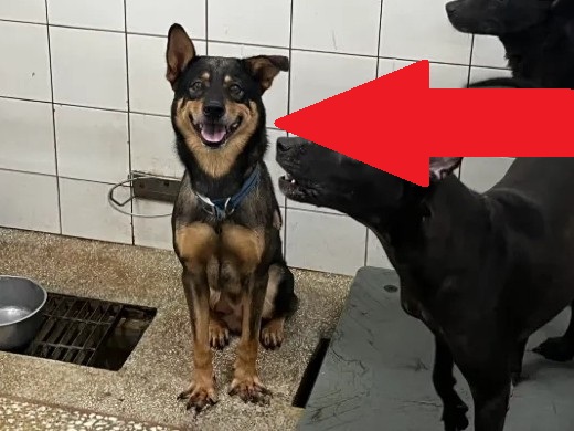 Photo of No. LAAAG1150823A24, Adult · Male · Large · Mixed breed