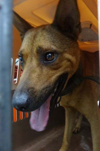 Brown adult male mixed-breed dog, Large, shelter no. …1412