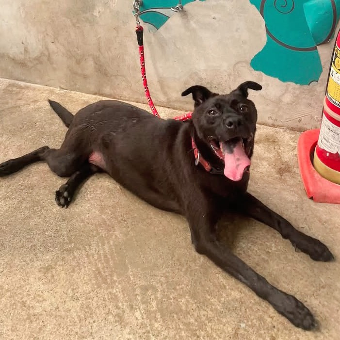 Photo of No. AAACG1150826005, Adult · Male · Medium · Mixed breed