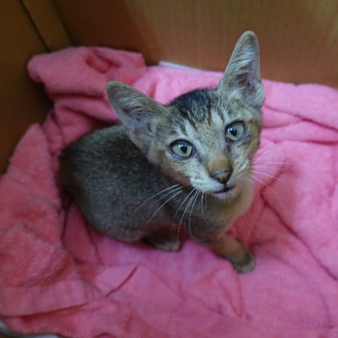 Photo of No. W15C0826-01, Adult · Male · Medium · Mixed breed