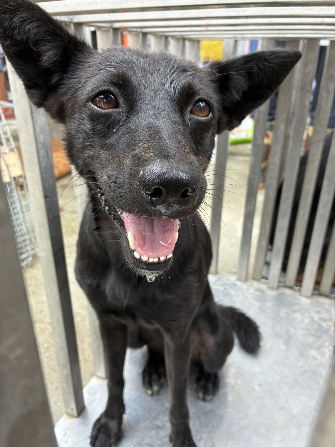 Black adult female mixed-breed dog, Medium, shelter no. …7005