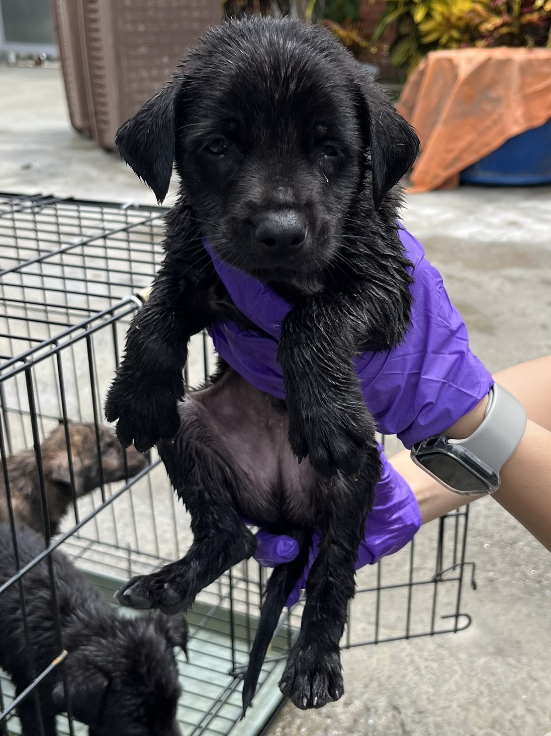 Photo of No. GAAAG1150827009, Young · Male · Small · Mixed breed
