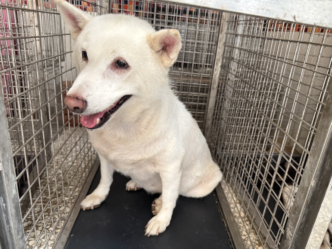 Photo of No. LAAAG1150817W8-2, Adult · Female · Large · Shiba Inu