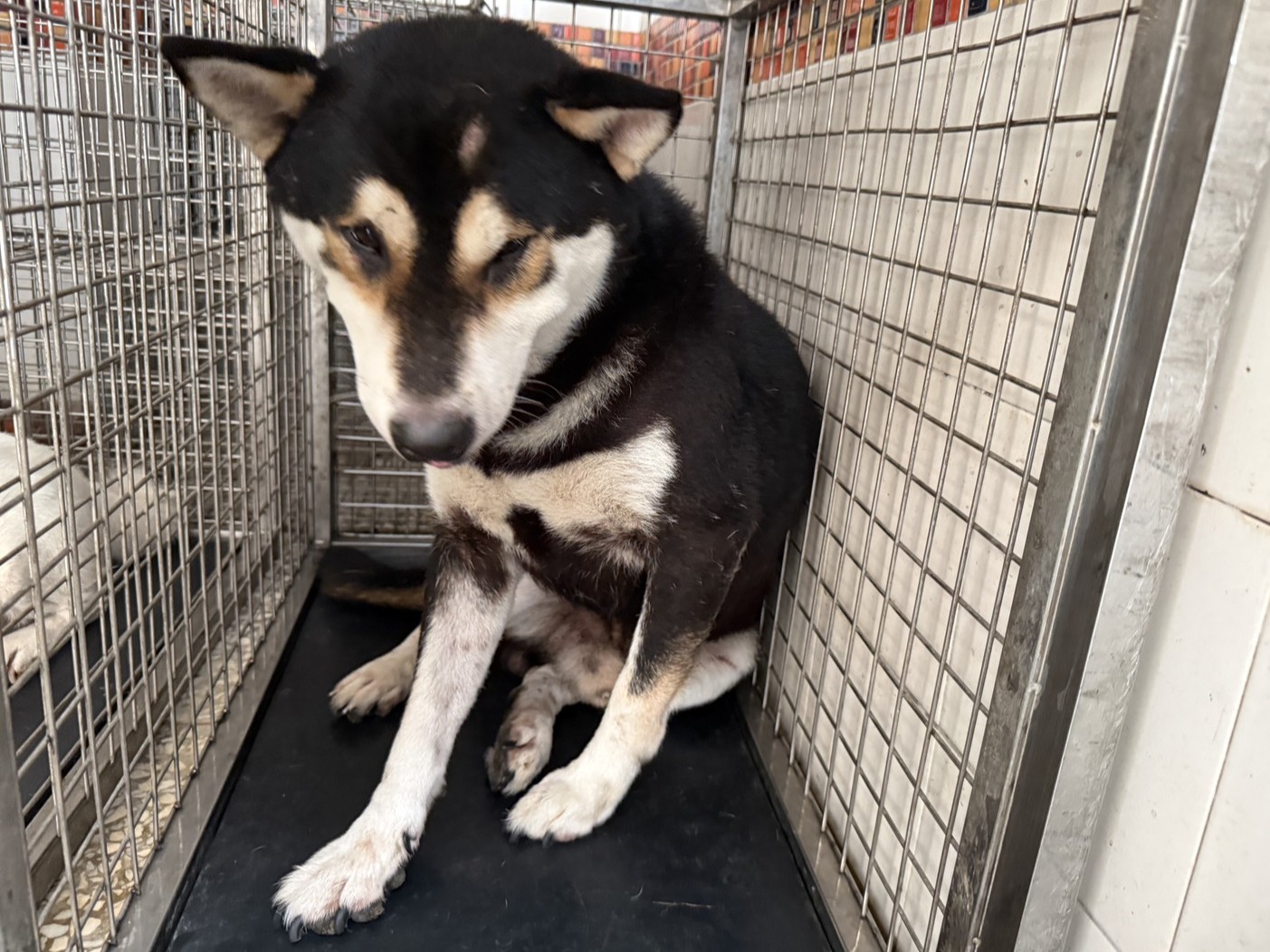 Photo of No. LAAAG1150817W8, Adult · Male · Medium · Shiba Inu