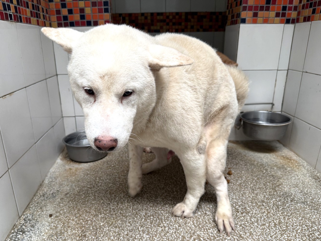 Photo of No. LAAAG1150817B3, Adult · Female · Medium · Shiba Inu
