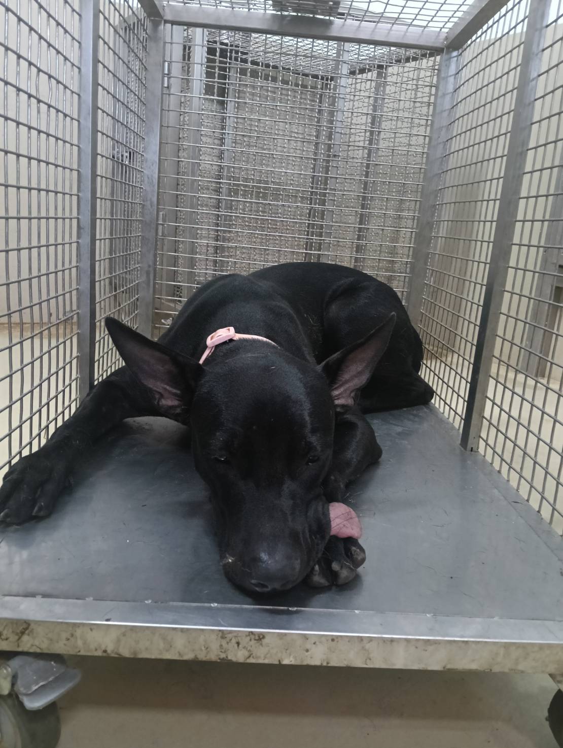 Photo of No. TAAAG1150827002, Adult · Male · Medium · Mixed breed