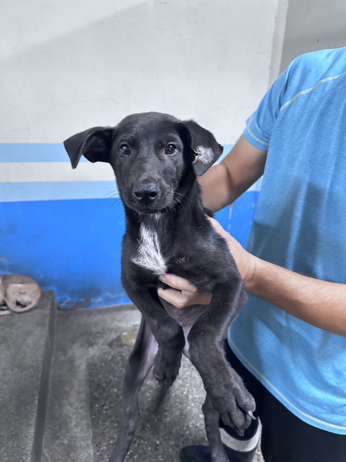Black young male mixed-breed dog, Medium, shelter no. …7001