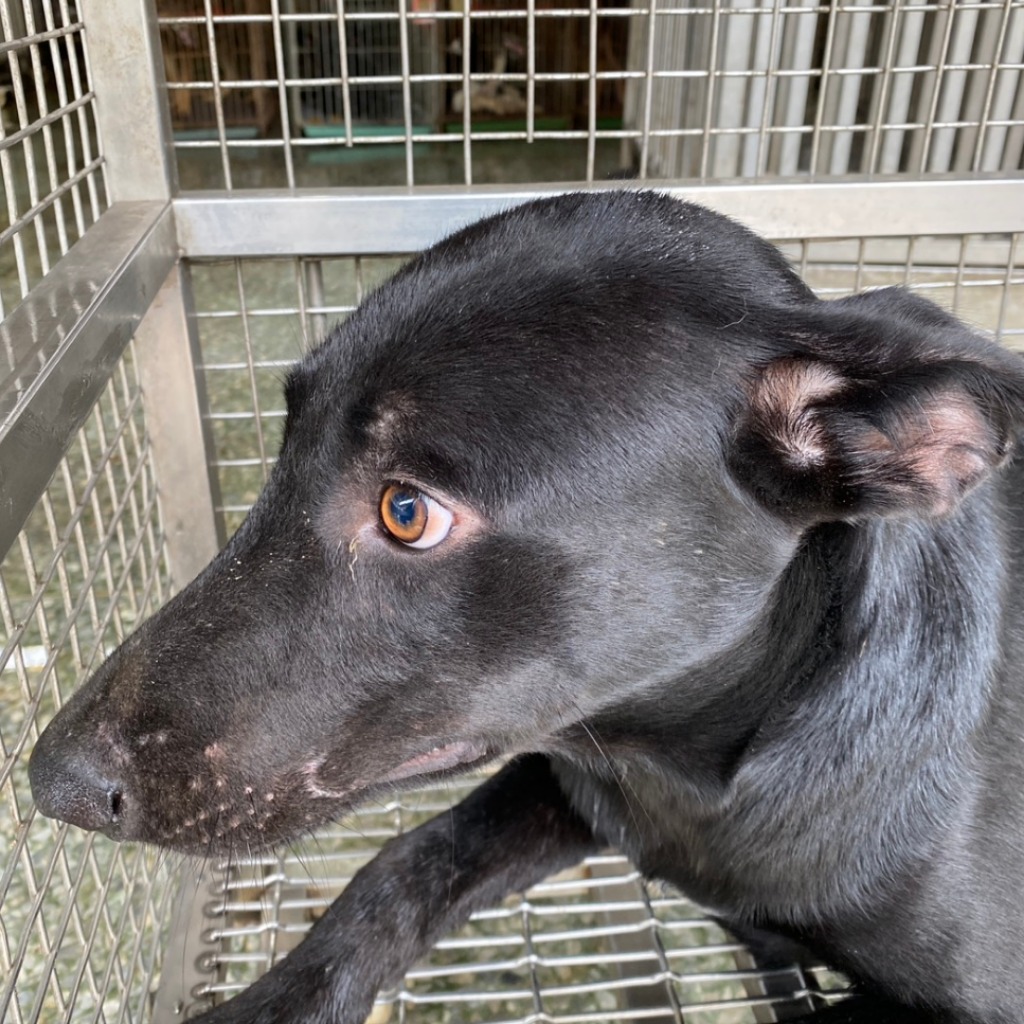 Black adult male mixed-breed dog, Medium, shelter no. …7-05
