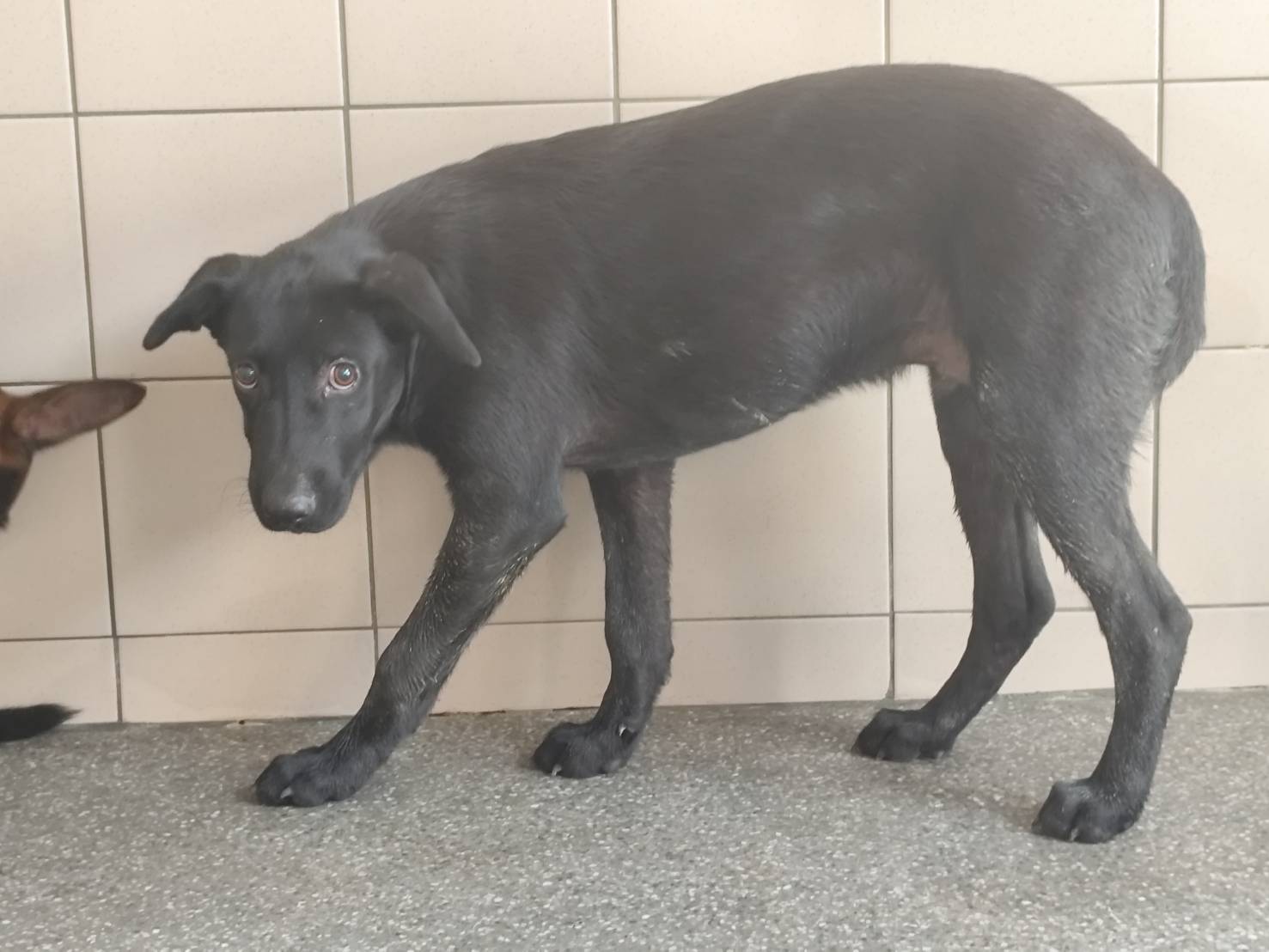 Photo of No. LAABG115080702, Adult · Male · Large · Mixed breed