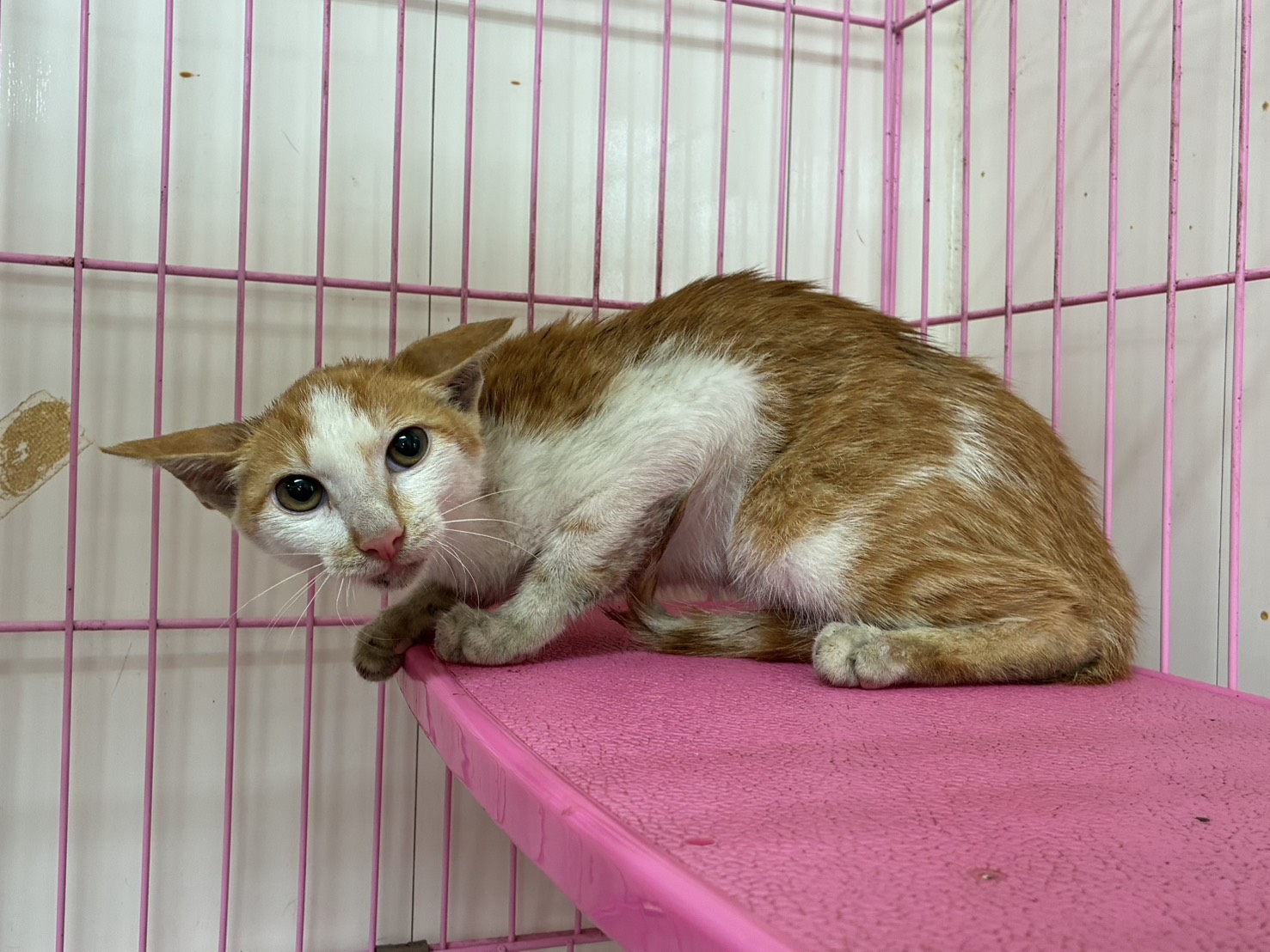 Photo of No. GAAAG1150828002, Young · Male · Small · Mixed breed