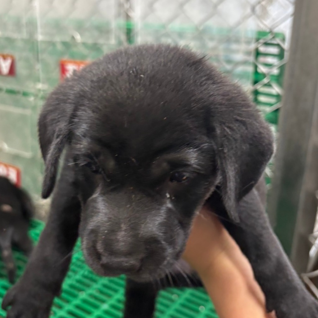 Photo of No. NAAAG1150828002, Young · Female · Medium · Mixed breed