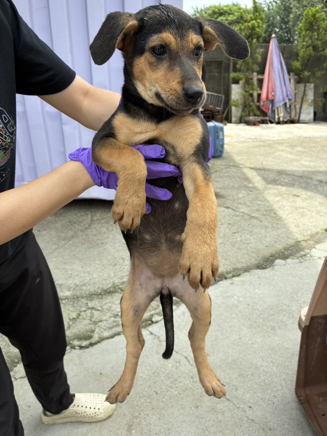 Photo of No. GAAAG1150828009, Young · Female · Small · Mixed breed