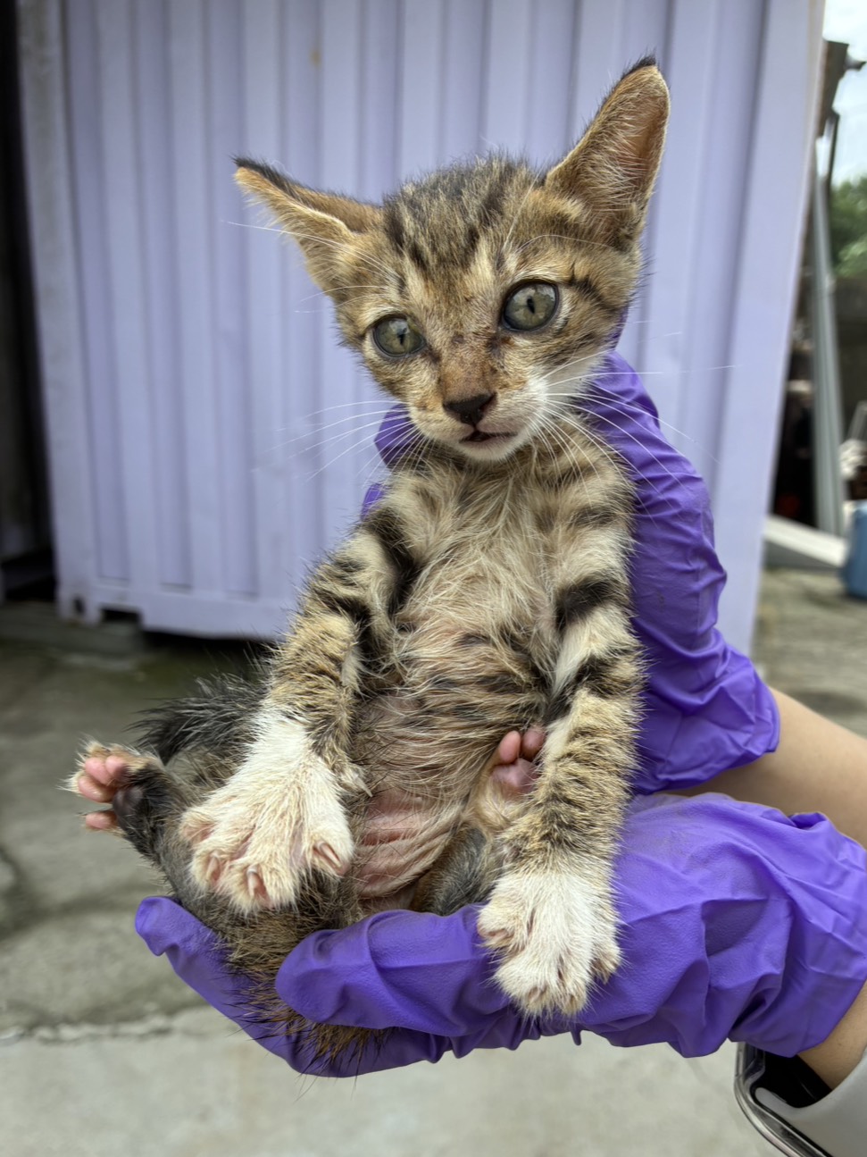 Tabby-and-white young male mixed-breed cat, Small, shelter no. …8010