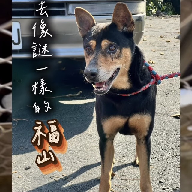 Photo of No. AAACG1150828001, Adult · Male · Medium · Mixed breed