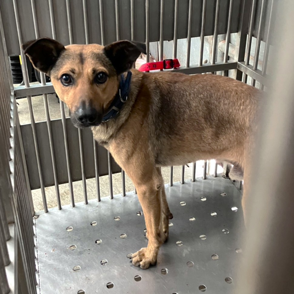 Photo of No. AAACG1150828002, Adult · Male · Large · Mixed breed