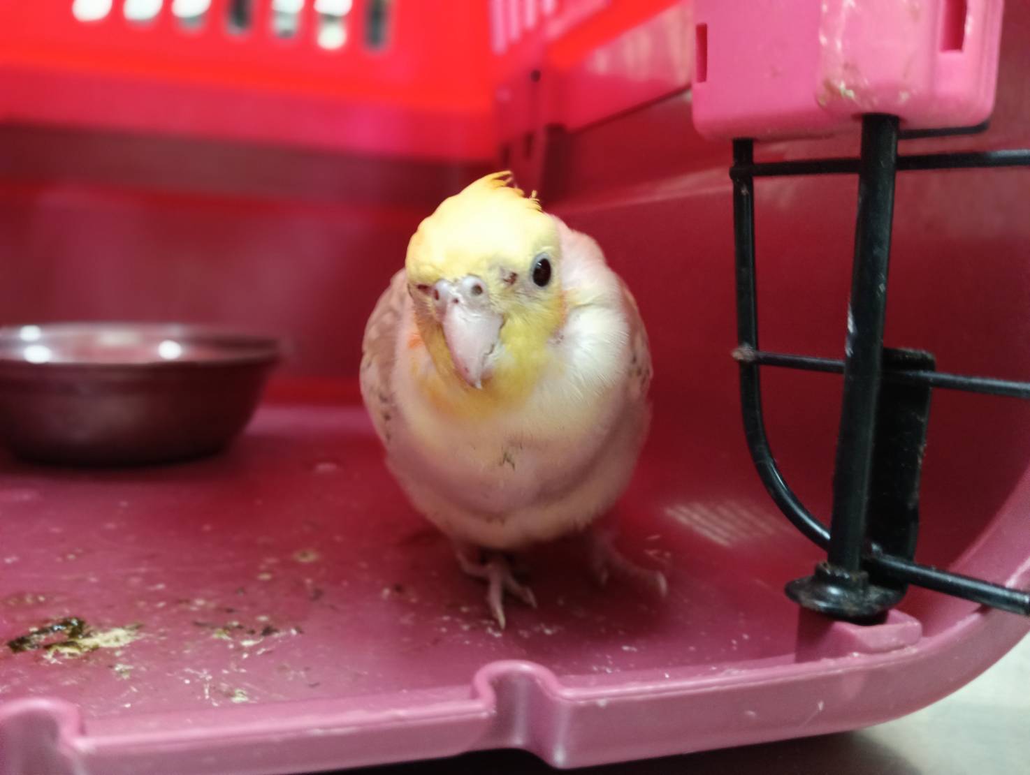 Photo of No. RAAAG1150828001, Adult · Small · 玄鳳鸚鵡