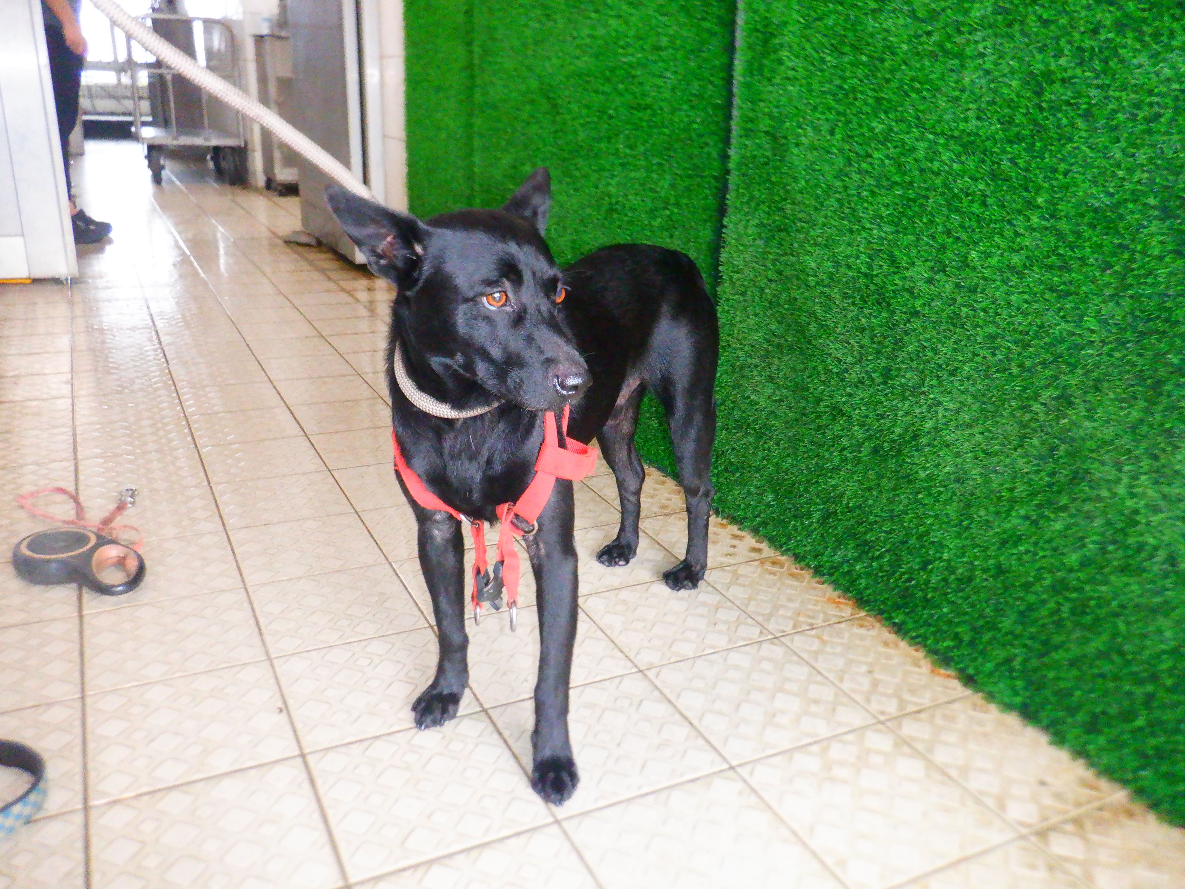 Photo of No. HAAAG1150828670, Adult · Male · Medium · Mixed breed