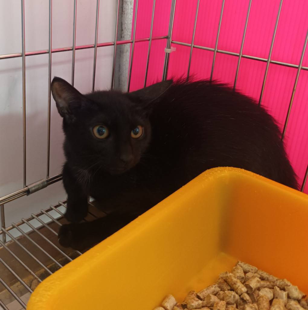 Black young female mixed-breed cat, Small, shelter no. …2902