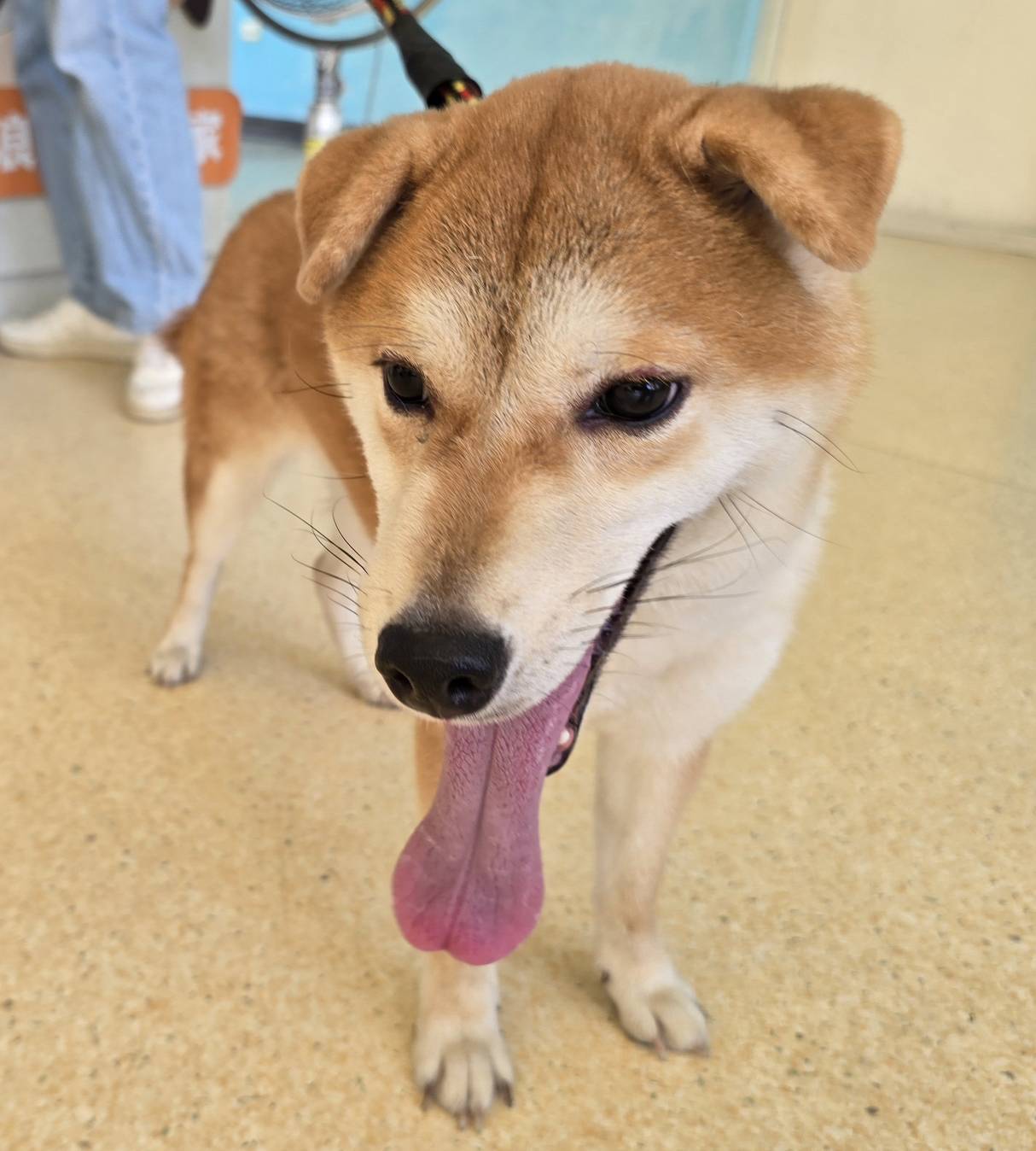 Photo of No. RAAAG1150831002, Young · Female · Small · Shiba Inu