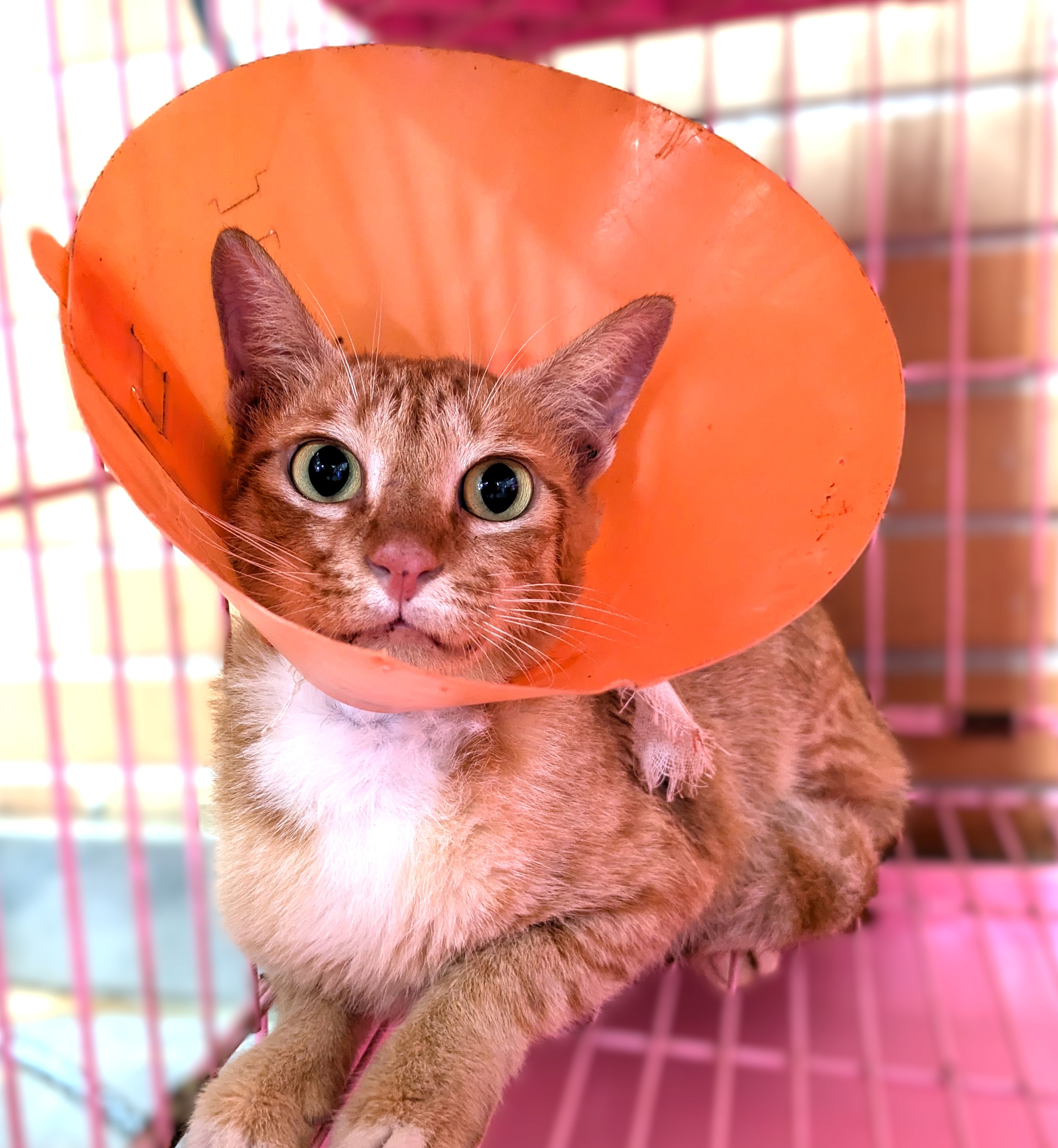 Photo of No. DAAAG1150821002, Adult · Female · Medium · Mixed breed