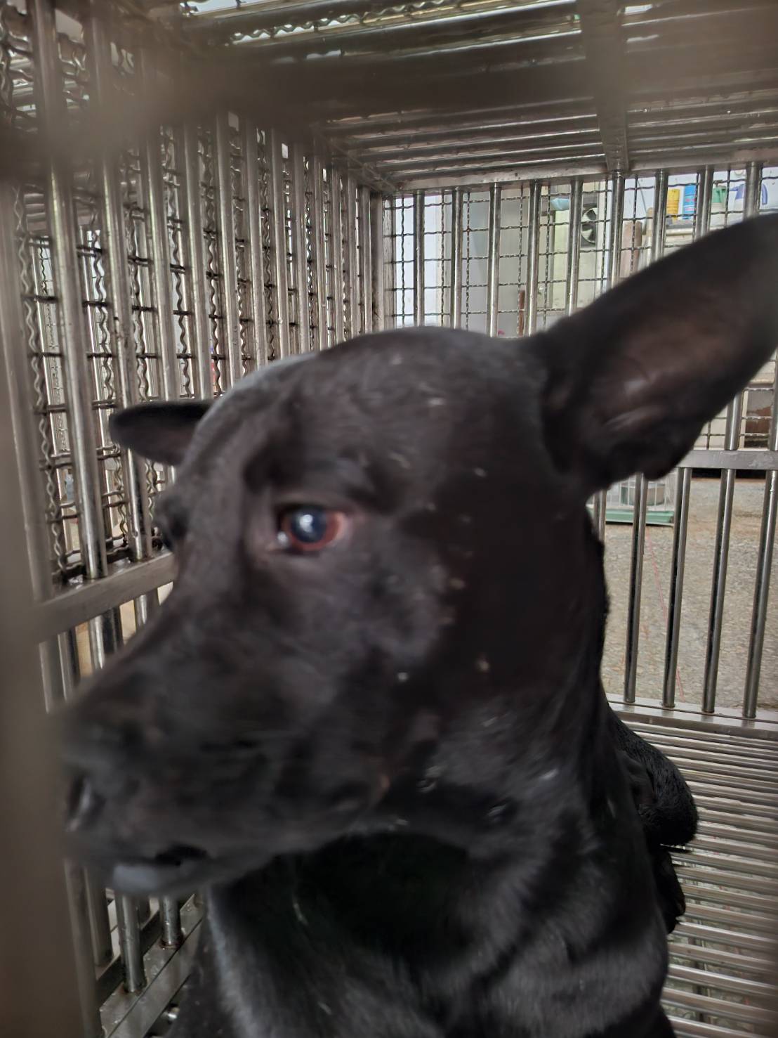 Photo of No. S150831-06, Adult · Male · Medium · Mixed breed
