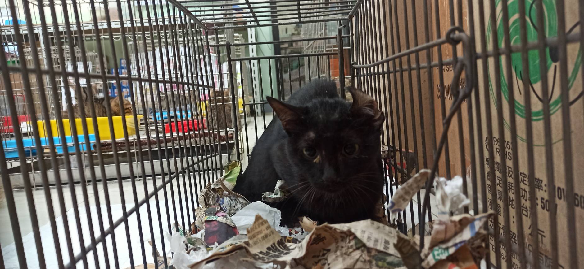 Photo of No. 1150823C01, Adult · Female · Small · Mixed breed