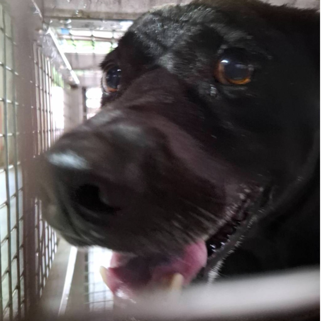 Black adult male mixed-breed dog, Medium, shelter no. …1-08