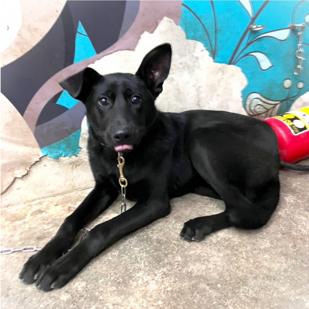 Black young male mixed-breed dog, Medium, shelter no. …6001