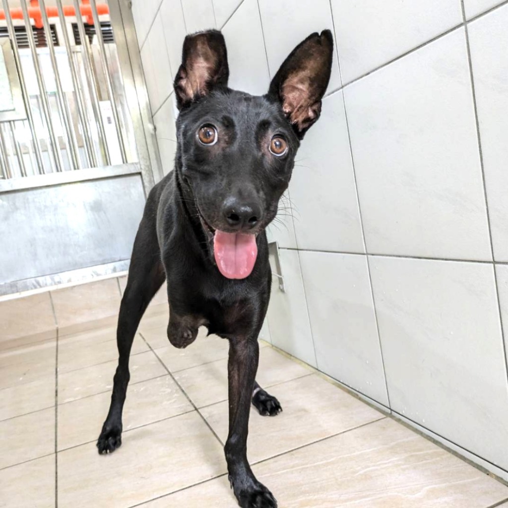 Photo of No. DAAAG1150815001, Adult · Female · Medium · Mixed breed